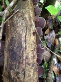 Auricularia nigricans image