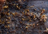 Coltriciella dependens image
