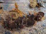 Coltriciella dependens image