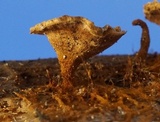 Coltriciella dependens image