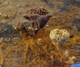 Coltriciella dependens image
