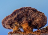 Coltriciella dependens image