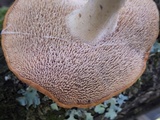 Hydnum rufescens image