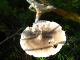 Cantharellula umbonata image