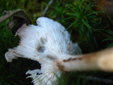 Cantharellula umbonata image