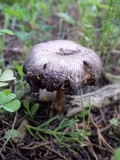Entoloma brunneoserrulatum image