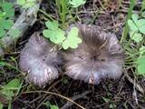 Entoloma brunneoserrulatum image