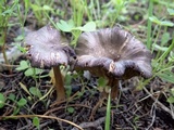 Entoloma brunneoserrulatum image