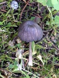 Entoloma brunneoserrulatum image