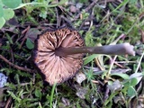 Entoloma brunneoserrulatum image