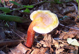 Ganoderma curtisii image