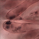 Entoloma brunneoserrulatum image