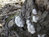 Trametes hirsuta image