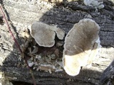 Trametes hirsuta image