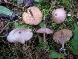 Entoloma roseum image