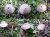 Entoloma roseum image
