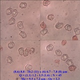 Entoloma roseum image