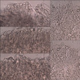 Entoloma roseum image