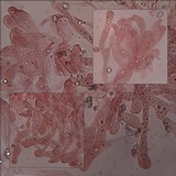 Entoloma roseum image