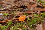 Geopyxis vulcanalis image