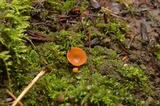 Geopyxis vulcanalis image