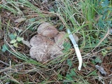 Sarcodon leucopus image