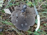 Sarcodon leucopus image