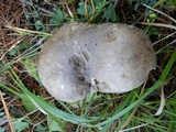 Sarcodon leucopus image
