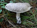 Sarcodon leucopus image