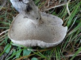 Sarcodon leucopus image