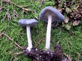 Entoloma mougeotii image