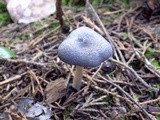 Entoloma mougeotii image