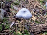 Entoloma mougeotii image