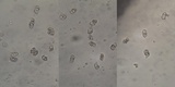 Entoloma mougeotii image