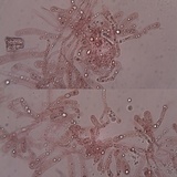 Entoloma mougeotii image