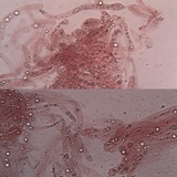 Entoloma mougeotii image