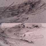Entoloma mougeotii image