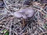 Entoloma turci image