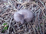 Entoloma turci image