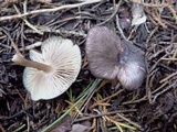 Entoloma turci image
