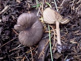 Entoloma turci image