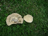 Trametes gibbosa image