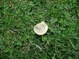 Trametes pubescens image