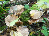 Entoloma abortivum image