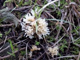 Aphelaria tuberosa image