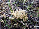 Aphelaria tuberosa image