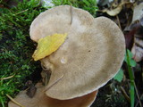 Entoloma abortivum image
