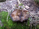 Entoloma brunneoserrulatum image