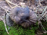 Entoloma brunneoserrulatum image