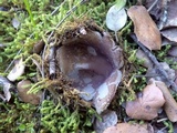 Sarcosphaera coronaria image